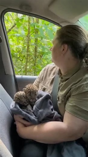 27K reactions · 436 shares | Leopard doesn't care about her babies | The Amazing Raven | Facebook