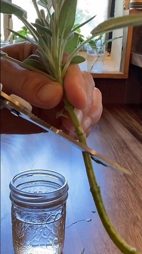 Pineapple Sage Propagation: Rooting in Water Simplified!