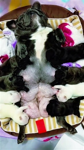 The Cutest Puppy Ever! 🐶🥰 #Puppy #Dog #Pets