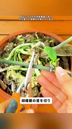 胡蝶蘭の栽培方法と手入れのポイント