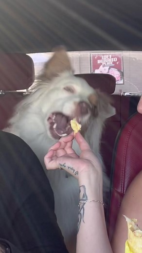 $3 Drive Thru Breakfast Burrito Review at Ruby's Grill