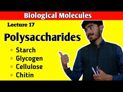 Polysaccharides | Starch | Glycogen | Cellulose | Chitin | Carbohydrates | Class 11 Biology