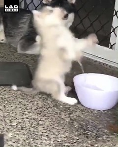 1.1M views · 22K reactions | Some dogs are just born clumsy  Husky babies | LADbible | Facebook