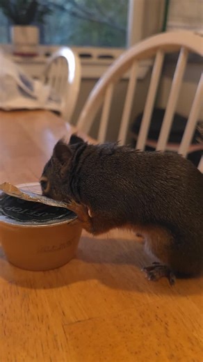 He loves his apple sauce🍎🍏🐿️ #chipthesquirrel #douglassquirrel #cutepets | Chipgonewild