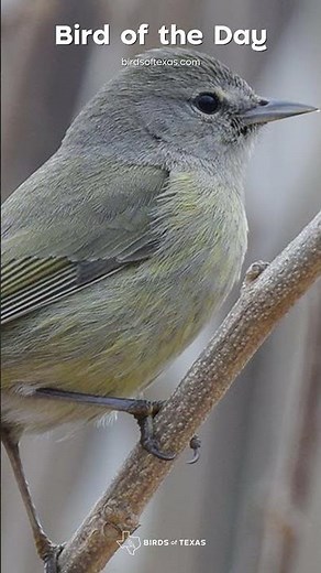Orange-crowned Warbler - Our Bird of the Day