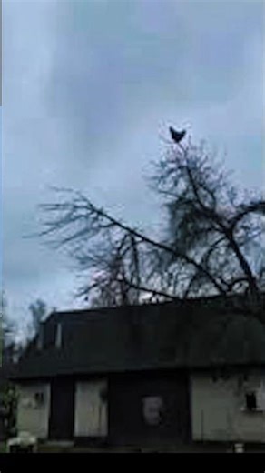 chicken tree 💀 #minecraft #trending #shortsviral #shortsfeed #txcdevilgaming