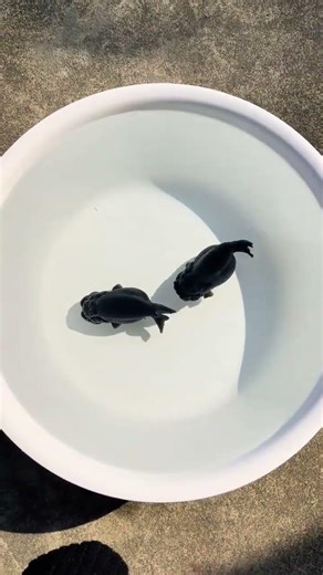 Even if two black goldfish reproduce, other colors will appear #fish #koi #fishing