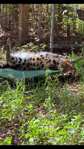 9.6K views · 496 reactions | Silly Nala serval sunning her belly and hissing at Afton! #BigCatRescue #Rescue #BigCats #Serval #Florida #Sanctuary #FBReelsVideo #FBReels #Sunshine #Wildlife #Conservation #CaroleBaskin | Big Cat Rescue | Facebook