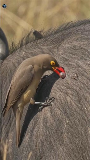 Meet the Fearless Bird That Rides Rhinos! 🦏🐦