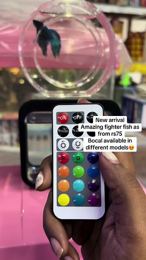 #mauritius🇲🇺 #bettafish