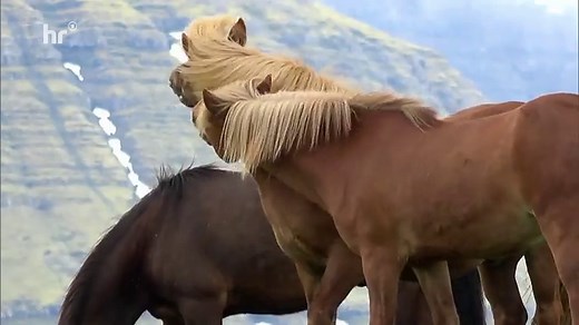 Reisen: Wildes Island