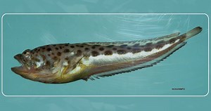 Watch what happens when a deep sea predator attacks in total darkness