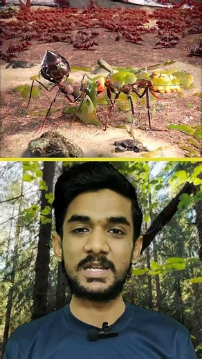 This Exploding Ant Will Blow Your Mind...