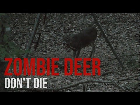 Buck Stabbed in the Neck During Rut War 2025