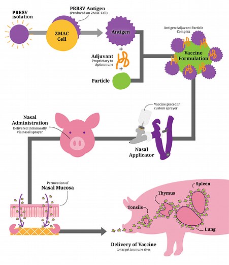 Mucosal Vaccines - Aptimmune