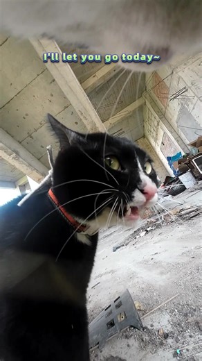 Maxwell The Bully Cat: Cat Brothers in Action