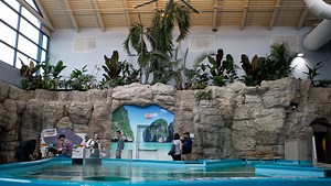 Newport Aquarium's new Stingray Hideaway opens
