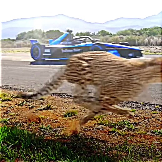 Humans vs Animals: An Entertaining Encounter