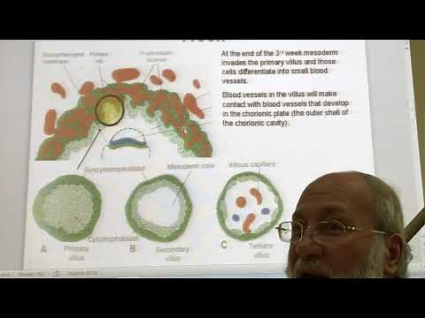 General embryology 16 (Trophoblastic changes during the 3rd week ) ,by Dr Wahdan
