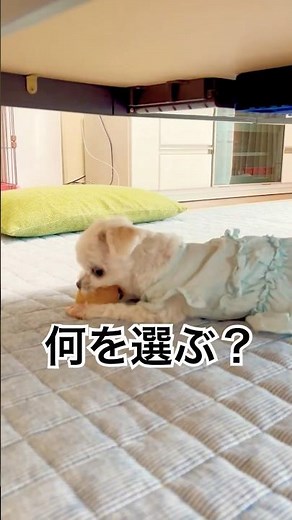 9個のおもちゃ…選ばれたのはまさかのコレ！ #マルチーズ #dog #犬