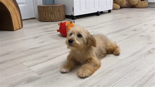 Yorkiepoo - Yorkie Poo puppy for sale