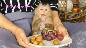 Adorable Baby Lion So Smart Sitting Yummy Eating Grape & Logan Fruit | Baby Lion