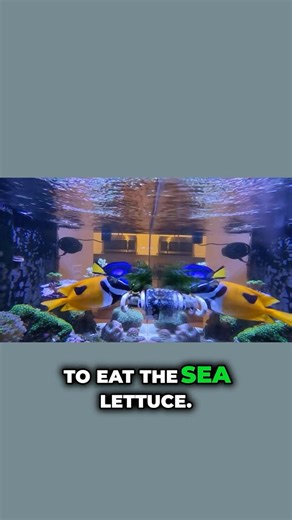 How to Grow Macroalgae Like Crazy in Your Refugium