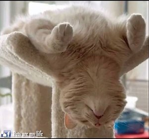 24 reactions · 14 shares | Most Awkward Cat Sleeping Positions | Pets Are My Life | Facebook