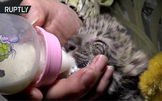Baby Amur Leopard Cub, World's Rarest Big Cat, Born at Yalta Zoo