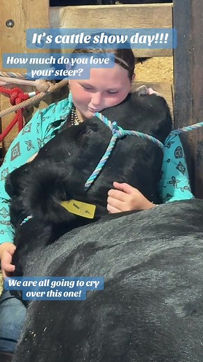 Cattle Show Day: Celebrating Showmanship and Steers
