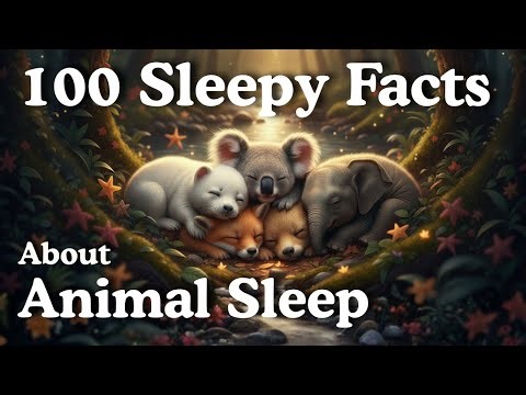 100 Sleepy Facts About Animal Sleep to Fall Asleep To | Sleepy Animals
