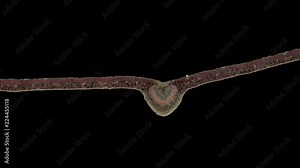 ligustrum leaf - cross section cut under the microscope – microscopic view of plant cells for botanic education