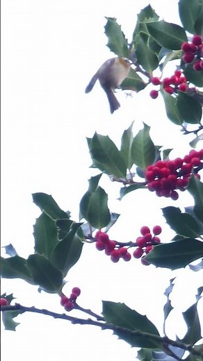 A FireCrest Flying Around a Holly Tree