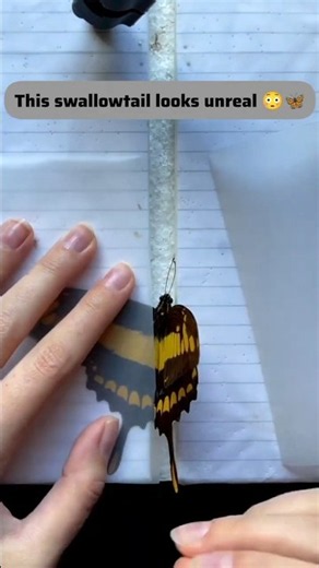 This Butterfly Looks Unreal 😳🦋