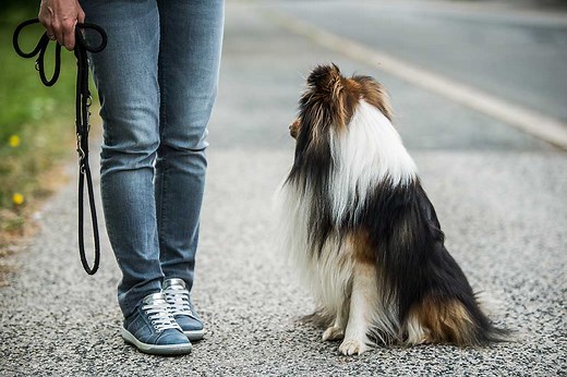 Why Not to Walk A Dog Without a Leash – Top Dog Tips