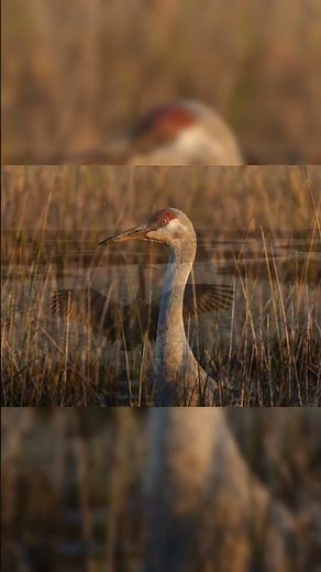 Sandhill Crane's Incredible Dance of Love | Nature's Most Loyal Bird? #birds #wildlife