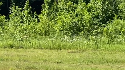 49K views · 274 reactions | #KOAMdeveloping Joplin Police search with K9, wooded area along western edge of Joplin >> BIT.ly/44NkVyl — (click for map) “Cold case missing person follow-up from years ago. Just back tracking areas already searched.” — CPT Austin Wolf | KOAM News Now | Facebook