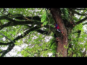 exhausting..!! cut the trembesi tree from day to night