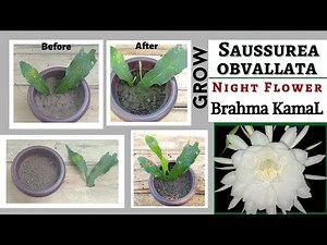 How To Grow Brahma KamaL Flower Plant From Leaf Cutting And How To repot It l Saussurea Obvallata