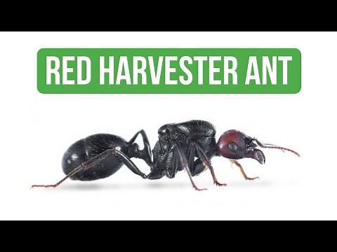 How To Care for Messor Barbarus - Care Guide | BRUMA Ants
