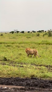 Two majestic kings, greeting and cuddling in the heart of the central Serengeti. Their bond is more than affection it’s survival. For male lions, strength lies in numbers. The larger the coalition, the greater their power to claim and hold a territory. Join us for a 7 Days Tanzania Wildlife Safaris ▶️ Day 1 - Arrival in Tanzania ▶️ Day 2 - Tarangire Np ▶️ Day 3 - Transit to Serengeti Np ▶️ Day 4 & 5 - Full day Serengeti Np ▶️ Day 6 - Transit Ngorongoro Conservation Area ▶️ Day 7 - Ngorongoro Cra