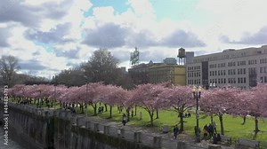 Portland Oregon sign and cherry blossom trees at Tom McCal waterfront park in spring season. Portland, OR USA - March 2022.