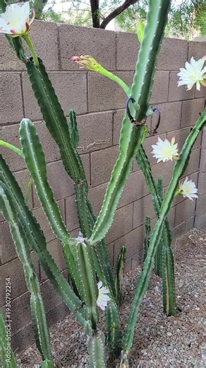 Bees pollinating blooming flowers of spineless Peruvian apple cactus, Cereus peruvianus, that opens only for a single night until morning sunshine