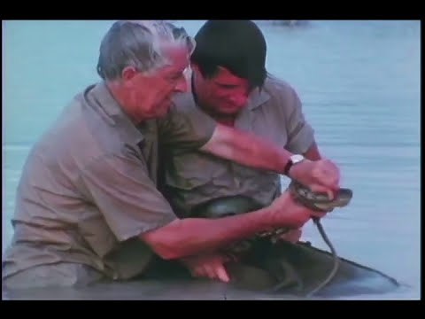 Wild Kingdom | Dangerous Moments in the Wild Kingdom