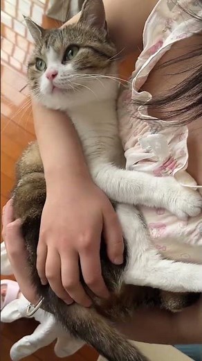 Cute Cat Hugging Its Owner 🥺 Most Loving Cat Moment