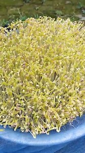 28K views · 39 reactions | New Technique For Growing Mung Bean Sprouts At Home With Coconut Coir 100% SUCCESS | Home & Garden | Facebook