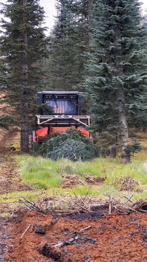 62K views · 395 reactions | Shaking things up  The 헥헮헽혁헼헿 ퟴퟬퟬ is taking out some massive trees to clear space for new growth  Row by row, let's mulch them low❗ Credits: Advanced Land Management LLC  #Prinoth #Raptor800 #prinothvegetationmanagement | Prinoth Vegetation Management | Facebook