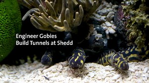 Redecorating during quarantine? Story of the engineer goby's life! These unique fish are known for digging elaborate tunnels that can be as long as 20 feet—a fishy mansion! They use their mouths to move sand, rocks and shells out of the tunnel's entrance to keep their dug-out entrances clean and open. | Shedd Aquarium