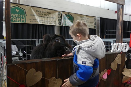 Highland cows a popular, adorable delight as Pennsylvania Farm Show opens