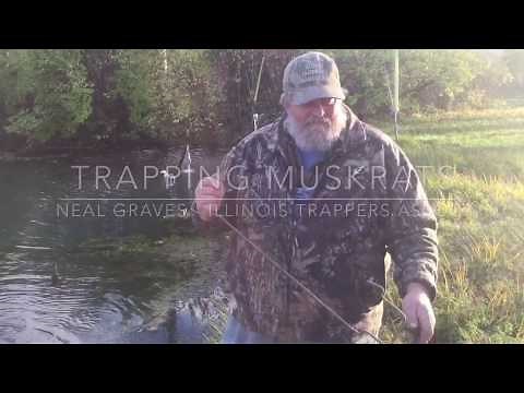 Trapping Muskrats on a pond edge.